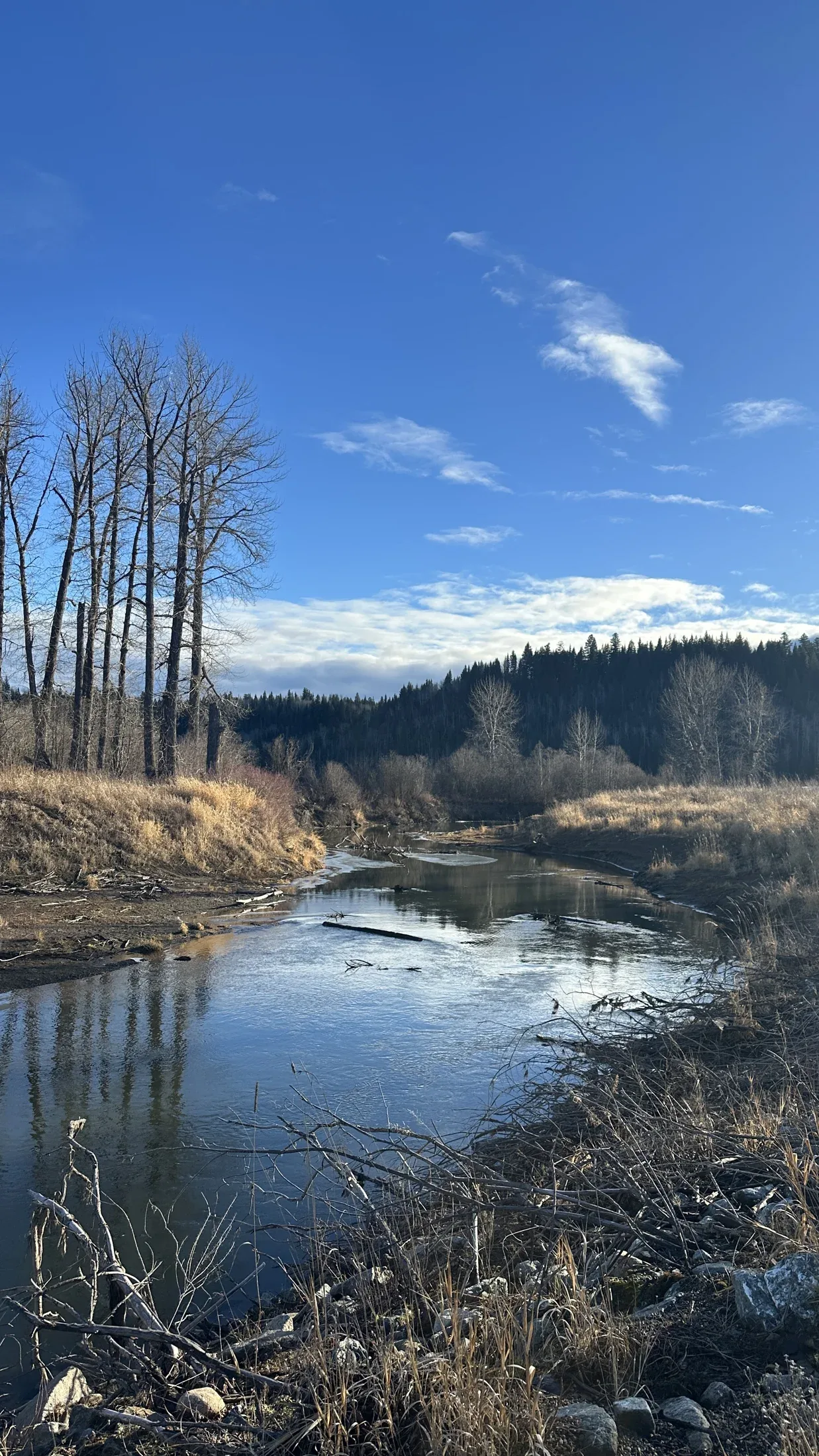 A river with bare trees along the bank beneath a clear blue sky.