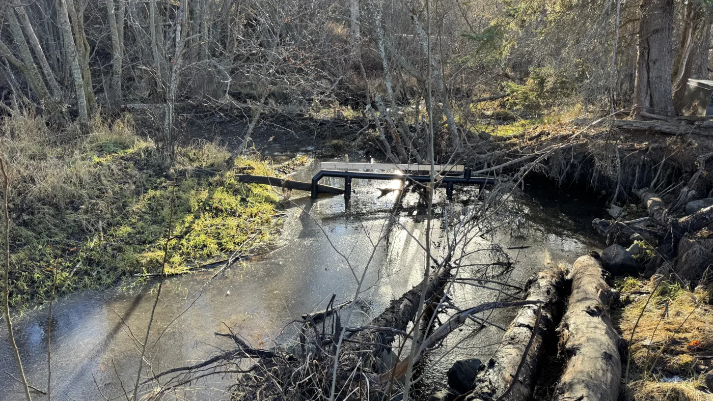 A wooded stream crossed by fallen branches.